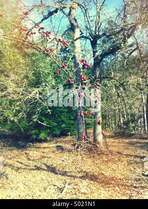 Filiale in Wäldern mit roten Beeren Stockfoto