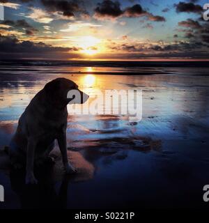 Hund bei Sonnenaufgang Stockfoto