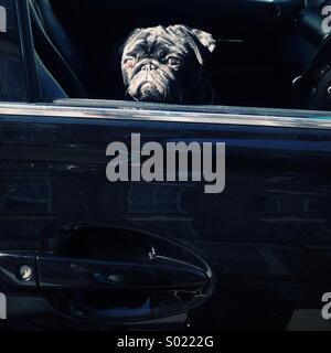 Nahaufnahme eines schwarzen Mops sitzend In einem schwarzen Auto Stockfoto