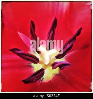 Offene Tulpe Closeup Stempel Stamen leuchtend rot isoliert Stockfoto