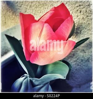 Tulpe Blume zu Hause Stockfoto