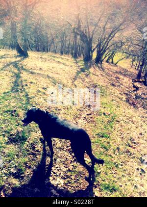 Hund auf Wanderweg in den Frühling Stockfoto