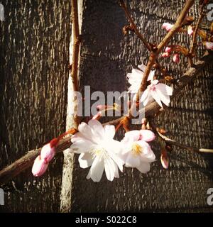 Kirschblüten gegen Holzzaun Stockfoto