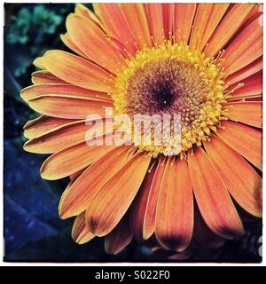 Daisy Blütenblätter orange Blumen hautnah Stockfoto