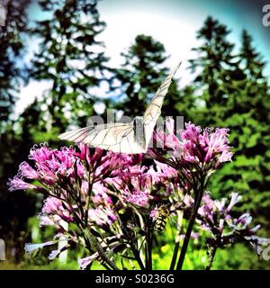 Schmetterling auf Alpenblume Stockfoto
