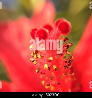 Makro der Stempel einer roten Hibiskus Blume. Stockfoto