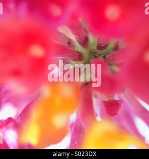 Makro von der Innenseite einer Blume aus mehreren Farben Stockfoto