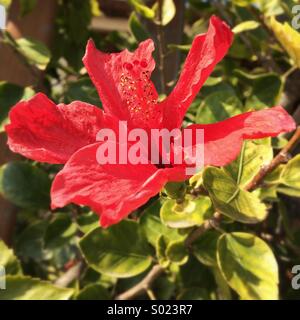 Nahaufnahme von roten Hibiskusblüte Stockfoto