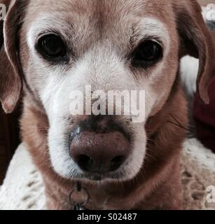 Nahaufnahme von einem Beagle-Mix-Hund Stockfoto