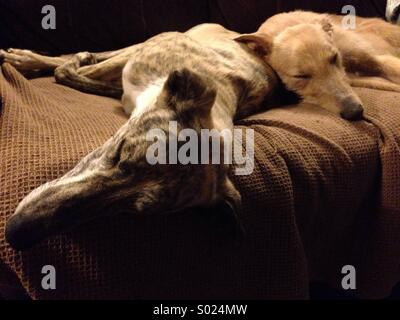 Zwei schlafende Lurcher Hunde Stockfoto