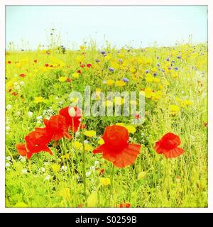 Rote Mohnblumen in Sommerwiese Stockfoto