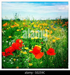 Rote Mohnblumen in Sommerwiese Stockfoto