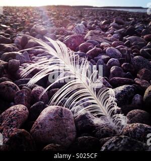 Einem einzigen während der Feder im Wind auf einen baltischen Kieselstrand Stockfoto