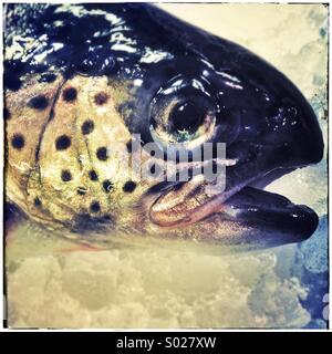 Frische Forellen auf Eis in einem Fischhändler Einkaufen in Barcelona Stockfoto