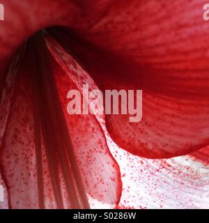 Makro von einer Amaryllis in Blüte. Stockfoto