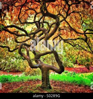 Bonsai-Ahorn Stockfoto