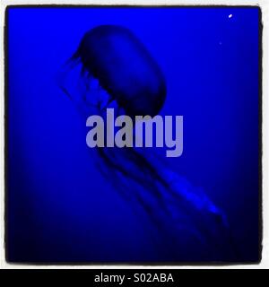 Quallen auf Blau im aquarium Stockfoto