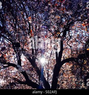 Baum in Blüte bei ersten Anzeichen des Frühlings. Wiltshire, England. 2014. Stockfoto