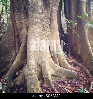 Festungsstadt Regenwald Baum, Halbinsel Yucatan, Mexiko Stockfoto