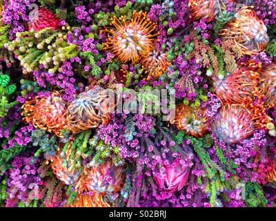 Seltsame Blüten in Columbia Road Flower Market in London Stockfoto