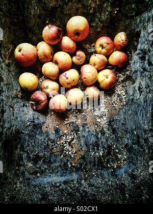 Windfall Äpfel in Metall Schubkarre Stockfoto