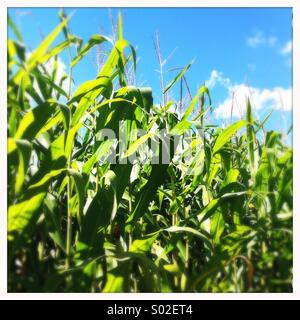 Mais im Feld, Ontario, Kanada Stockfoto