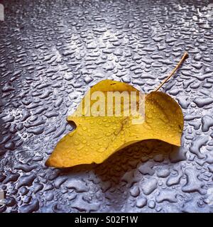 Regen Tropfen gelb Blatt Stockfoto