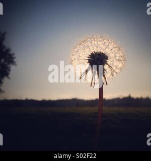 Löwenzahn-Sonnenuntergang Stockfoto