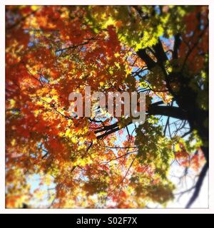 Ahornbaum im Herbst, Ontario, Kanada Stockfoto