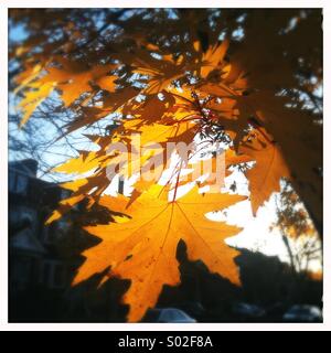 Nahaufnahme von Ahornblatt im Herbst, Toronto, Ontario, Kanada Stockfoto