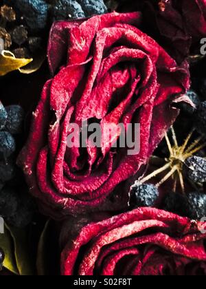 Getrocknete rote Rose Nahaufnahme Stockfoto