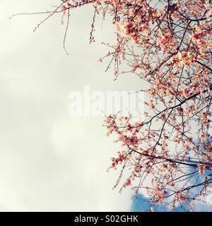 Rosa Blüte und Himmel Stockfoto