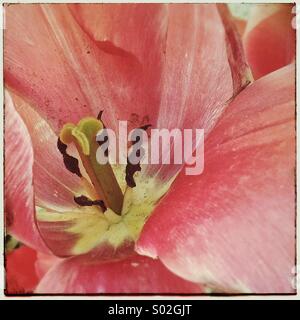 Blütenblätter einer Blume rosa Tulpe Nahaufnahme Stempel stamen Stockfoto