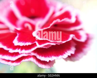 Makro der seitlichen eine Nelke mit Blüten in rot und weiß Stockfoto