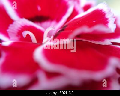 Makro der Stempel eine Nelke mit Blüten in rot und weiß von der Seite Stockfoto