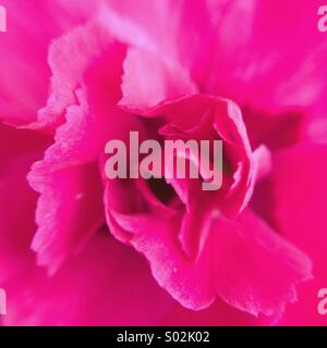 Makro der Blütenblätter einer rosa Blume. Stockfoto