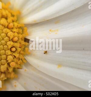 Makro von einem White daisy Stockfoto