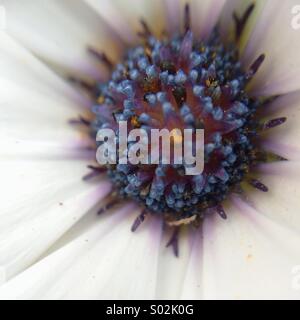 Makro von der Mitte einer Osteospermum Blume mit blauen Center. Stockfoto