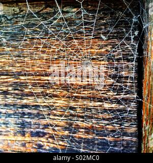 Tautropfen auf Spinnennetz Stockfoto