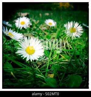 Ersten Frühling Gänseblümchen Stockfoto