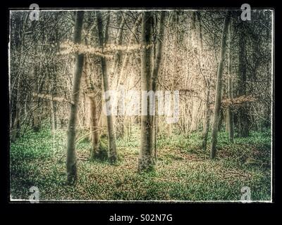Atmosphärischen alten britischen woodland Stockfoto