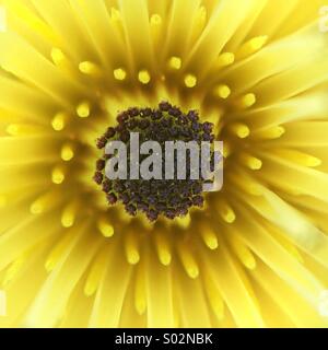 Makro der Stempel einer gelben Blume. Stockfoto
