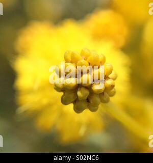 Makroaufnahme einer eine Mimose Stockfoto