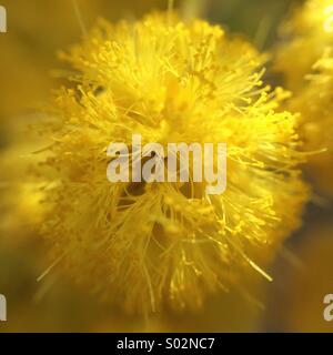 Makroaufnahme einer eine Mimose. Stockfoto