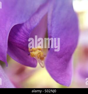 Makro einer Glyzinien-Blume Stockfoto