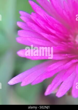 Partielle Makro-Ansicht einer Fuchsia Blume. Stockfoto