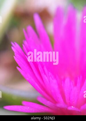 Makro-Ansicht einer rosa Blume mit mehreren Blütenblättern. Stockfoto