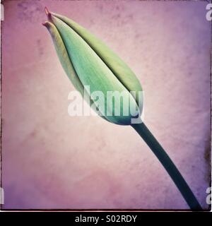 Tulpe Blume geschlossen Stockfoto