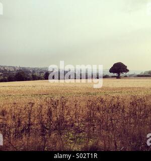 Einsamer Baum in einem Feld an einem Sommertag Stockfoto