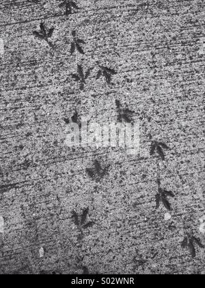 Vögel Füße Markierungen eingeprägt in Zement, Grafik-Design zu schaffen. Stockfoto